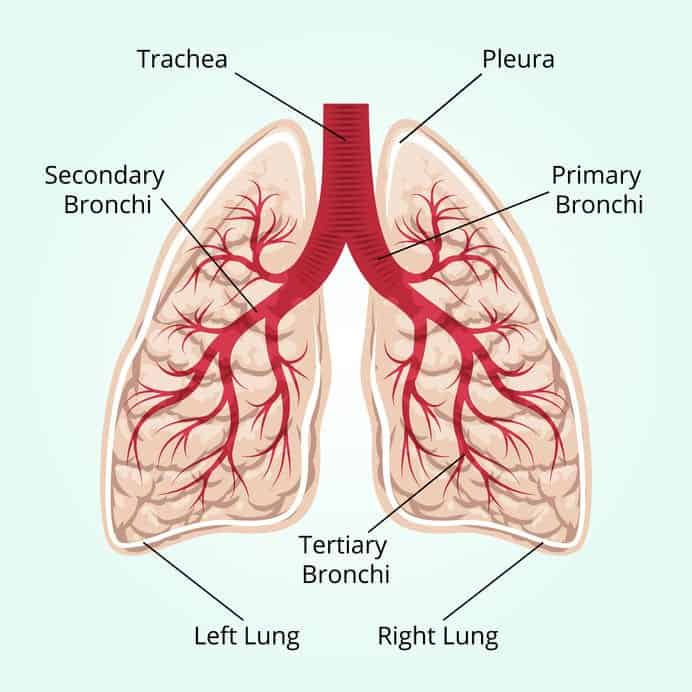 How To Use Essential Oils For Best Possible Results In Lung Healing? Essential Oil Benefits