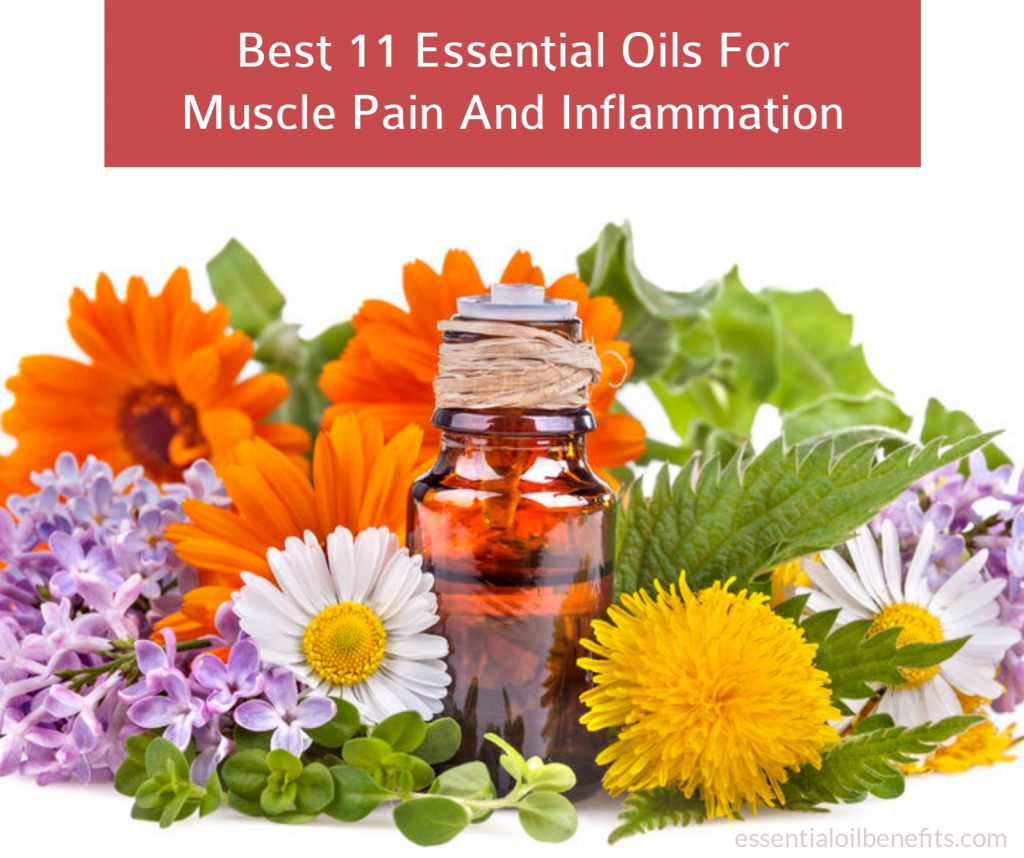 How To Treat Muscle Pain And Inflammation Using Essential Oils Essential Oil Benefits