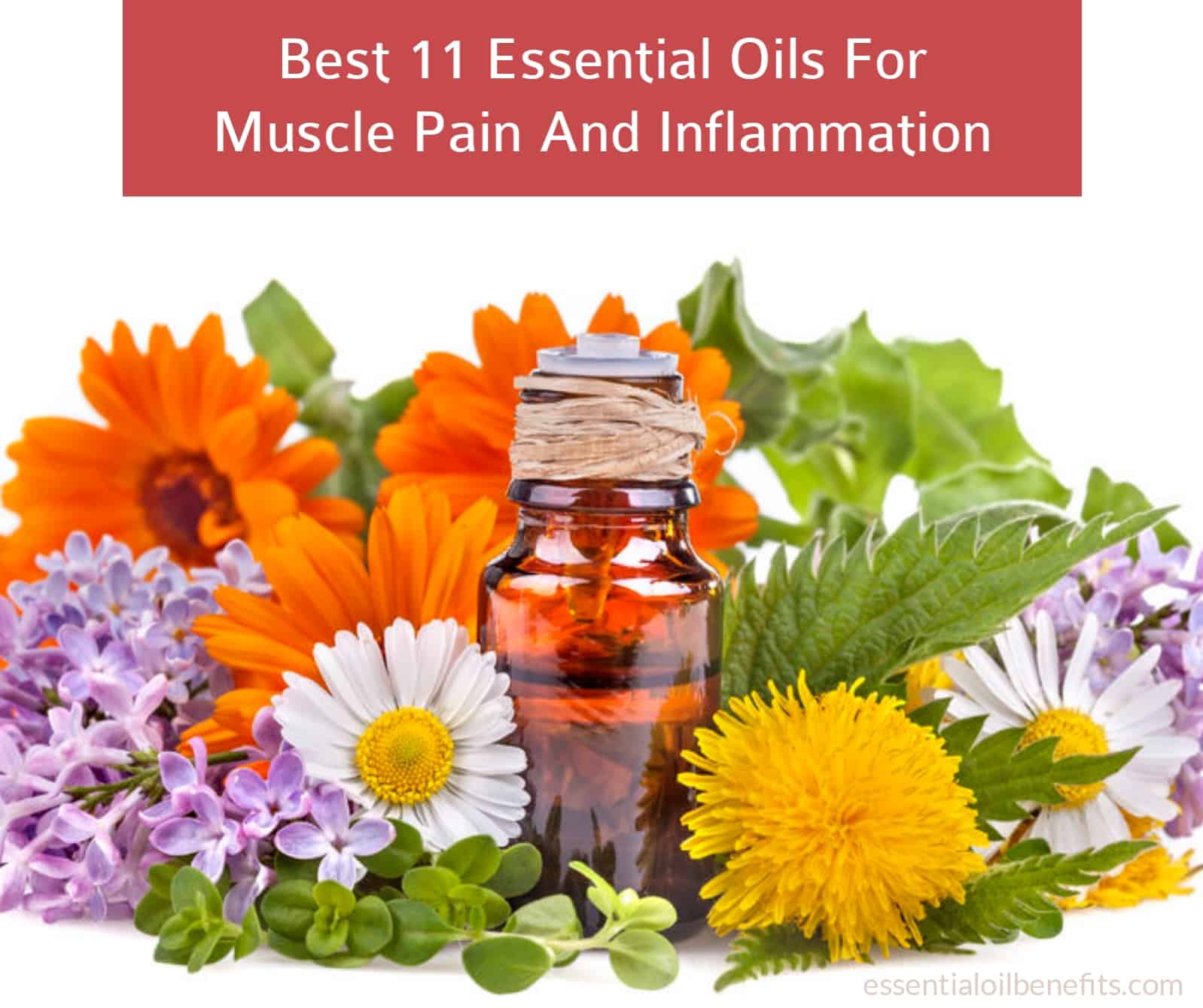 essential oils for muscle pain and inflammation