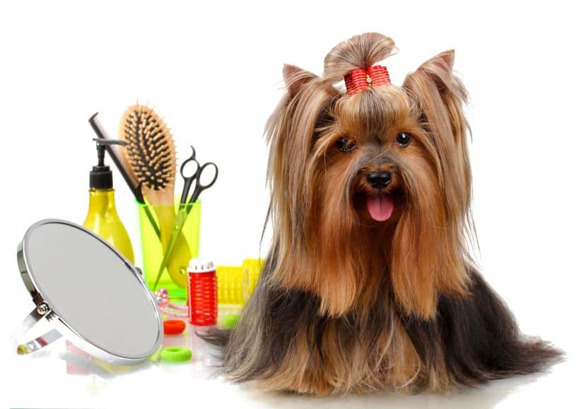 Everything You Wanted To Know About Pet Grooming! Essential Oil Benefits