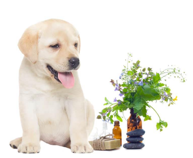 10 Safe Essential Oils for Dogs and Recipes for Dog Fleas, Ticks, Itching, Arthritis, Anxiety, Odor, Ear Infections and Better Health Essential Oil Benefits