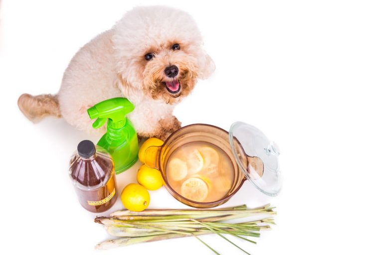 10 Safe Essential Oils for Dogs and Recipes for Dog Fleas, Ticks