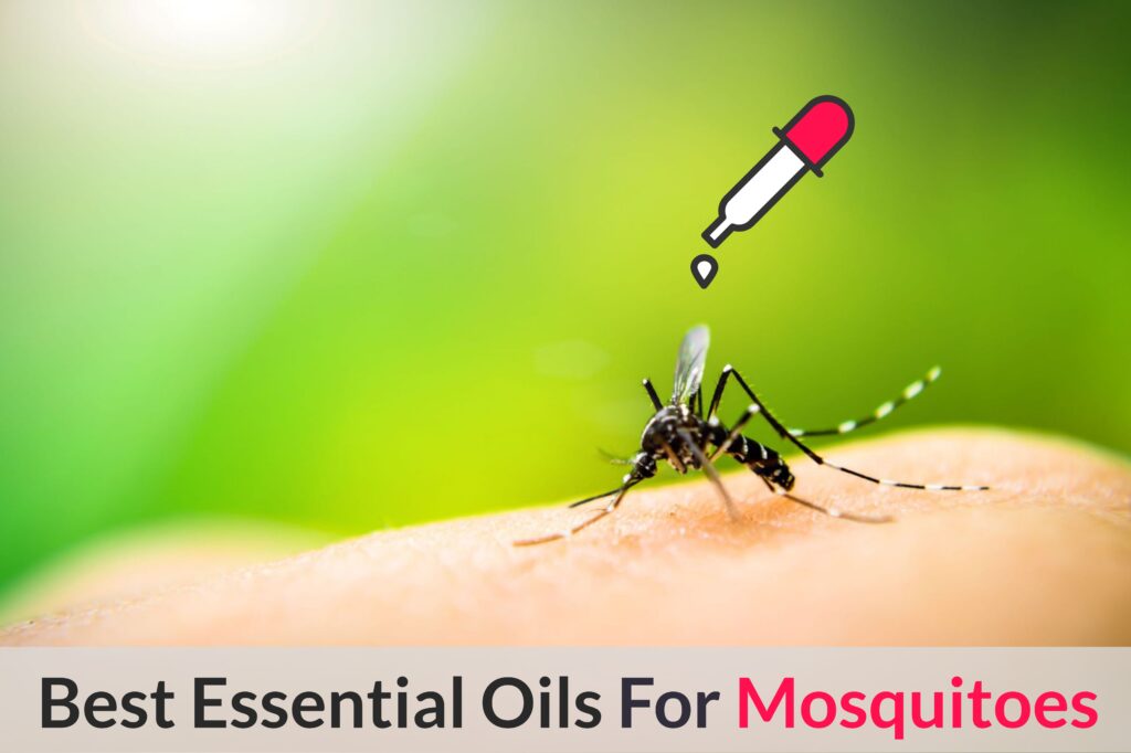 What Are The Best Essential Oil Recipes And Natural Homemade Remedies For Mosquito Bites, Repellent and Control Essential Oil Benefits