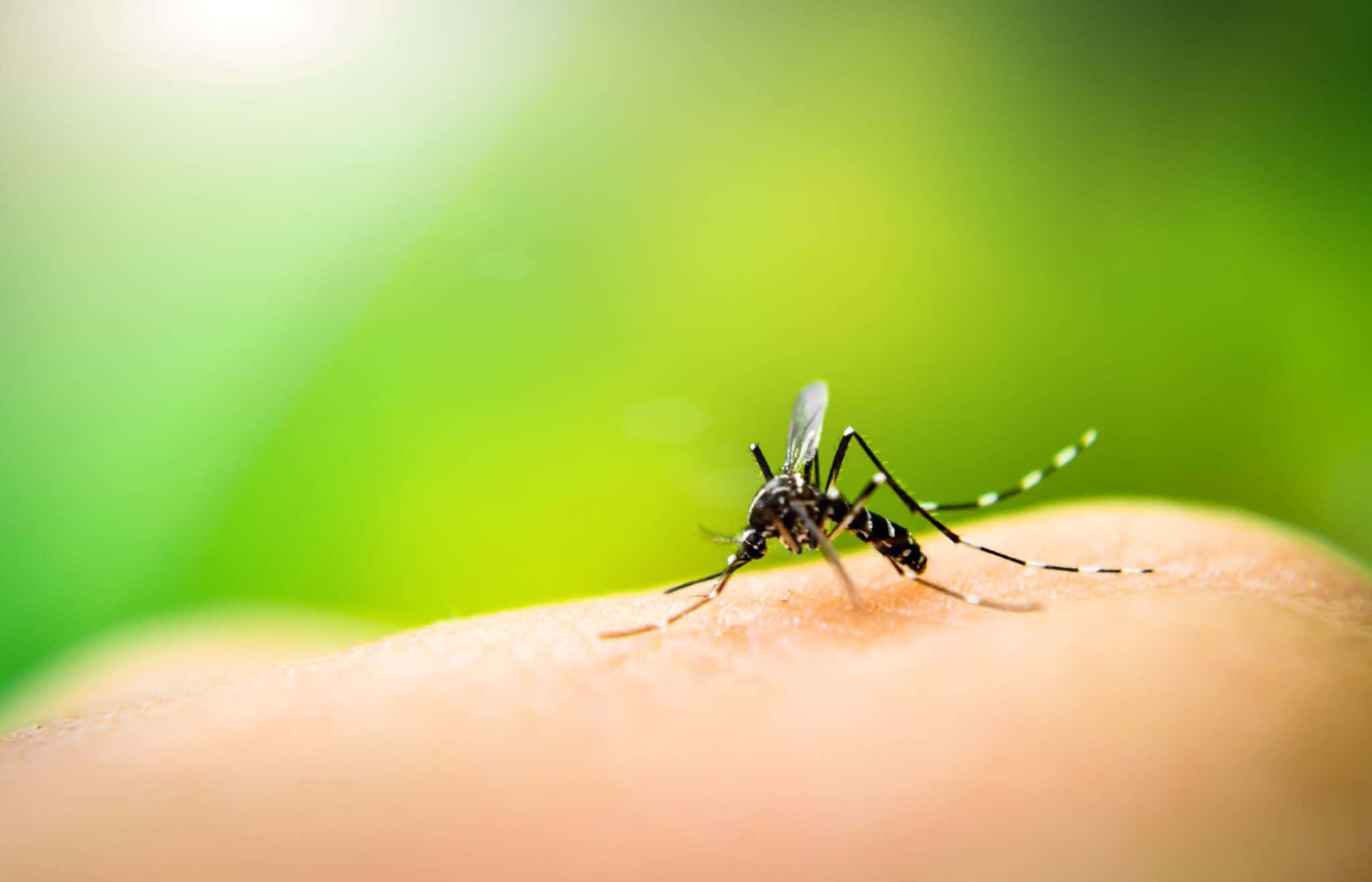 Best essential oils for mosquitoes