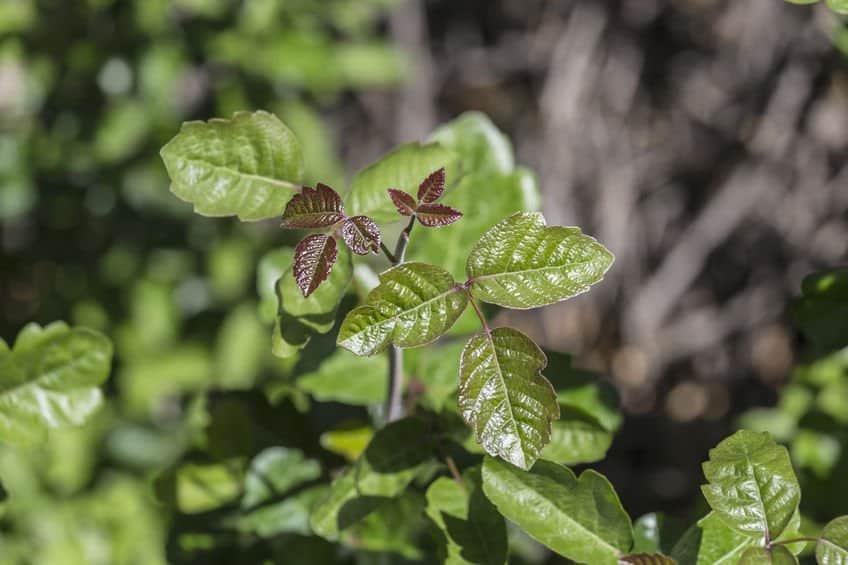 How To Use Essential Oils To Get Rid Of Poison Ivy: 7 Essential Oils & Recipes and 5 Home Remedies Essential Oil Benefits