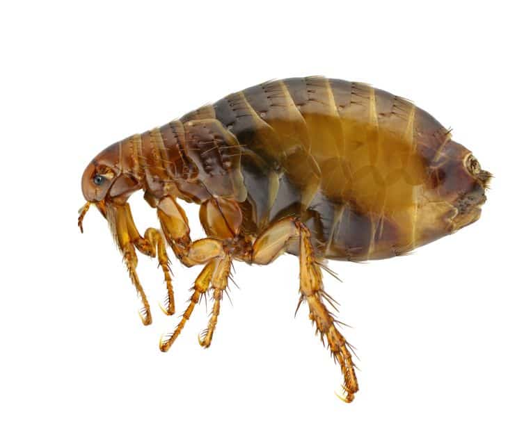 Essential Oils For Fleas: How To Get Rid of Fleas And Their Bites For Good Essential Oil Benefits