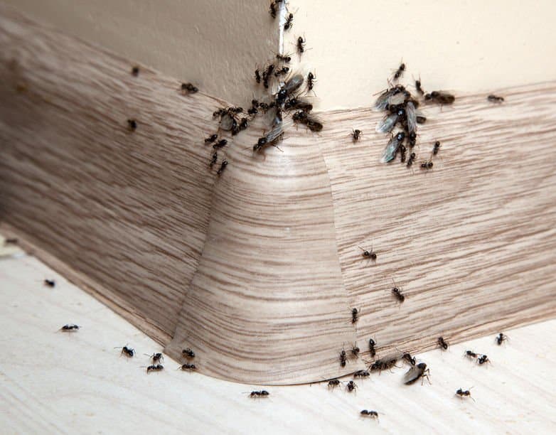Essential Oils For Getting Rid Of Ants: Eliminating Nature's Army Essential Oil Benefits