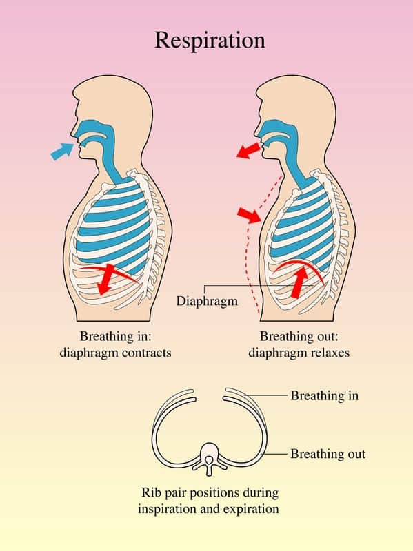 Essential Oils For Breathing Difficulties: Don’t Take Breathing For Granted! Essential Oil Benefits