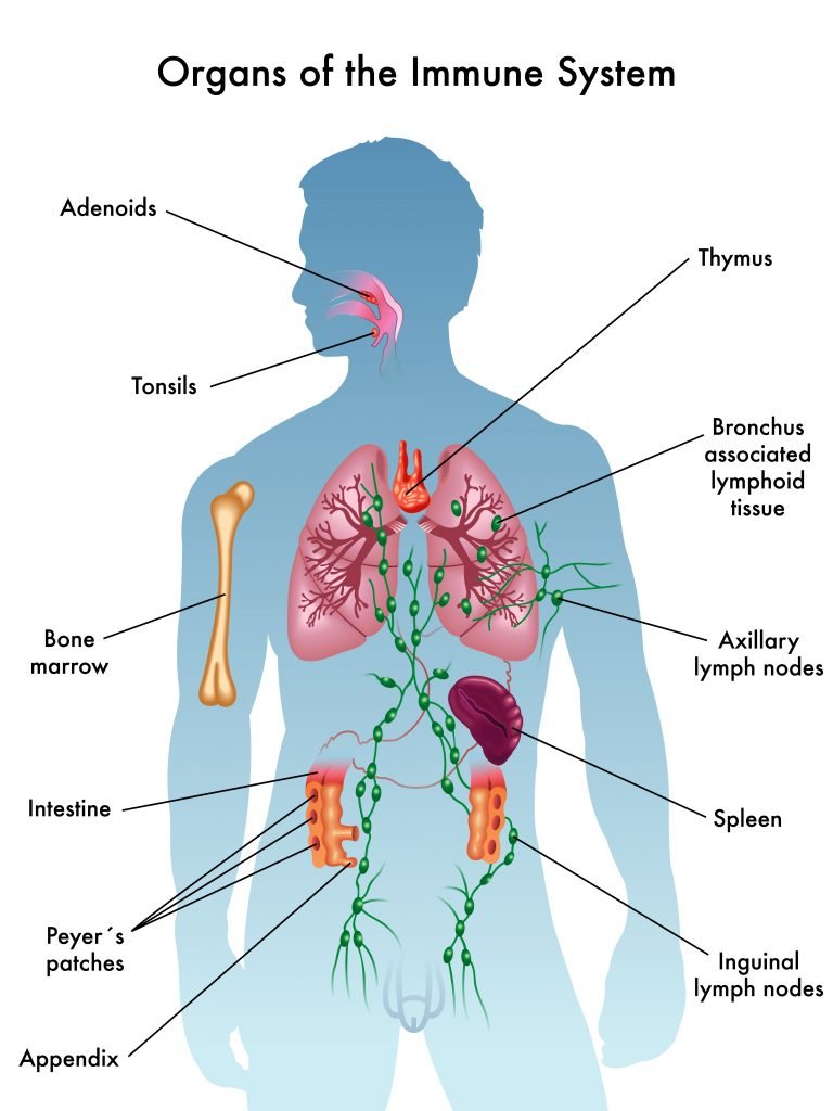 Essential Oils For The Immune System Essential Oil Benefits