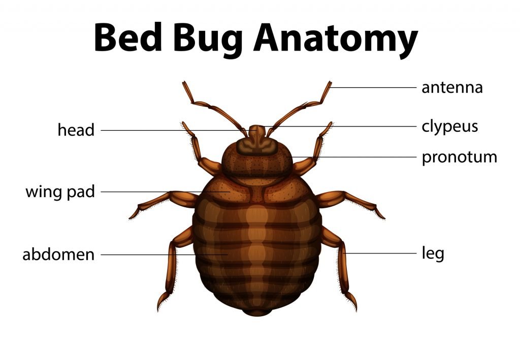 Essential Oils For Bed Bugs: Will The Real Slim Shady Vampire Please Stand Up? Essential Oil Benefits