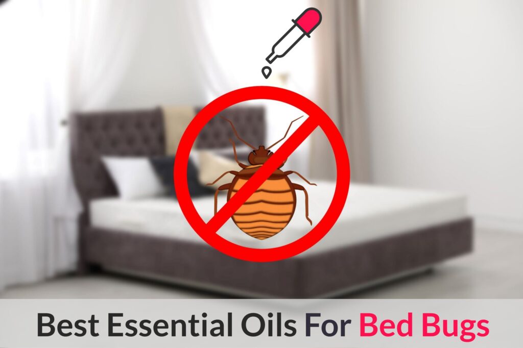 Essential Oils For Bed Bugs: Will The Real Slim Shady Vampire Please Stand Up? Essential Oil Benefits