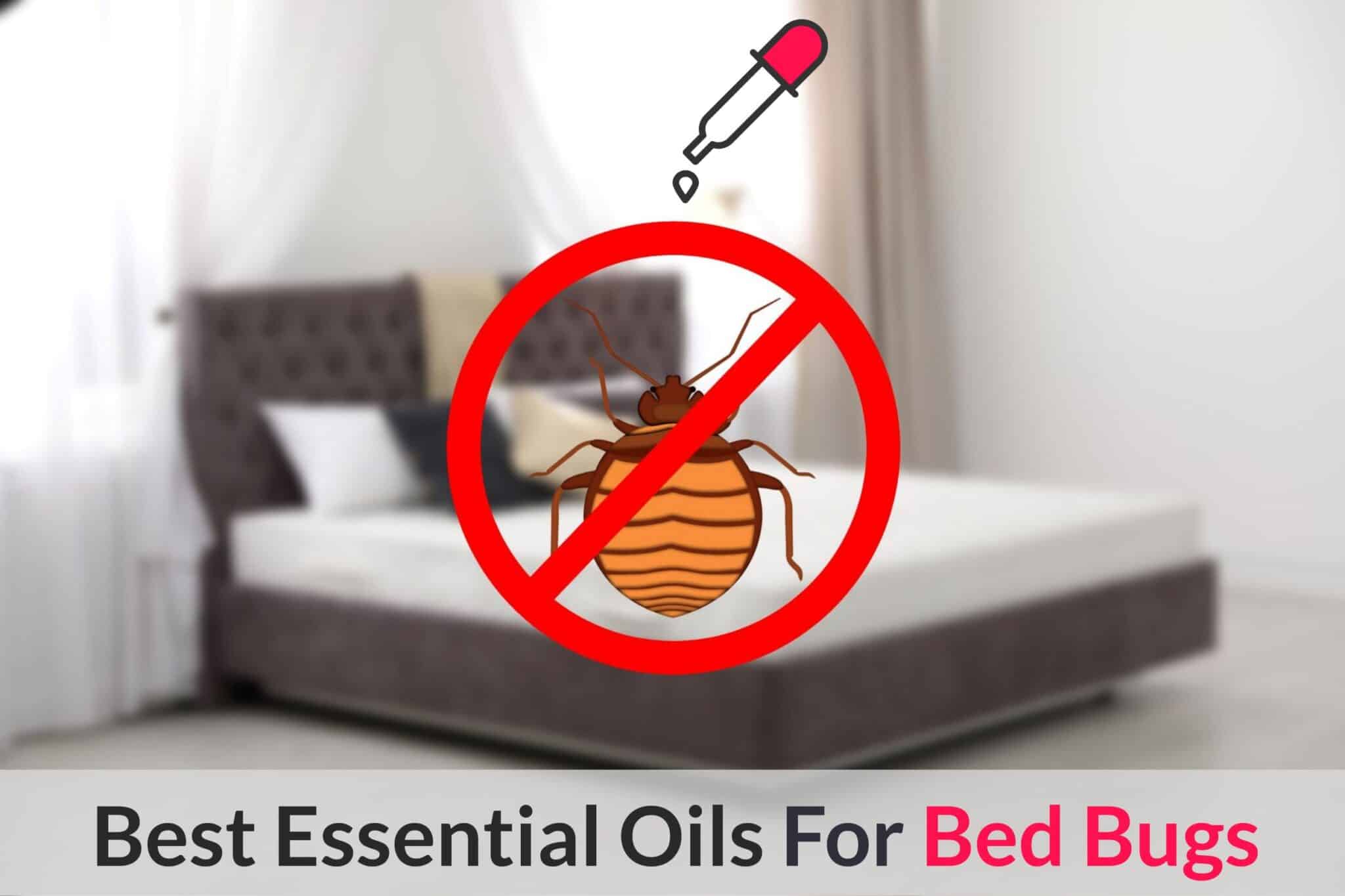 Essential Oils For Bed Bugs