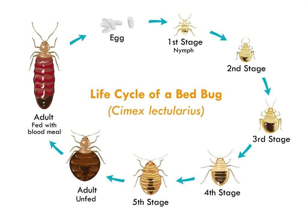 Essential Oils For Bed Bugs: Will The Real Slim Shady Vampire Please Stand Up? Essential Oil Benefits