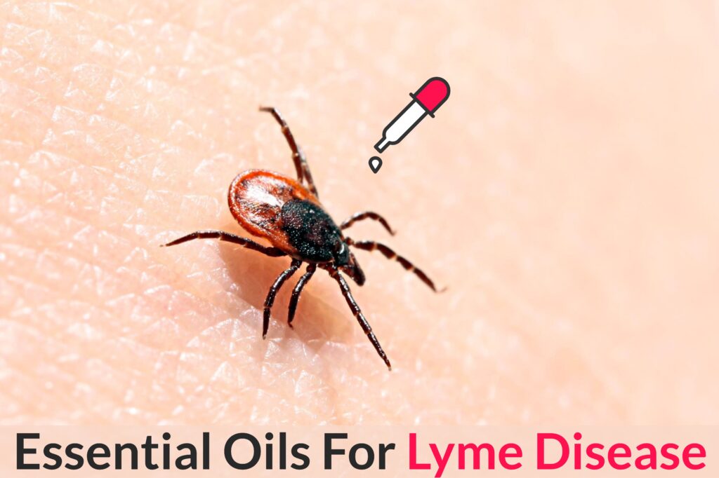 Essential Oils For Lyme Disease: The Tick Bite That Really Sticks With You Essential Oil Benefits