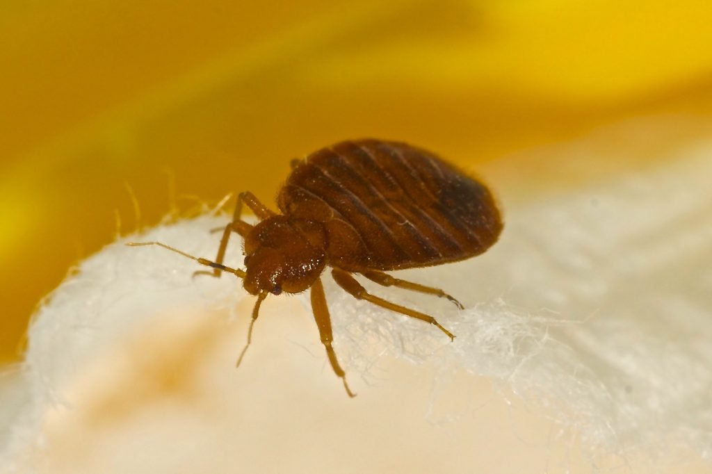 Essential Oils For Bed Bugs: Will The Real Slim Shady Vampire Please Stand Up? Essential Oil Benefits