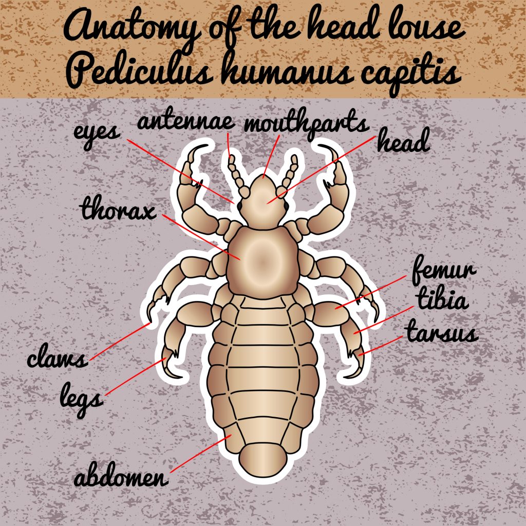 Essential Oils For Lice: How To Deal With These Lousy Critters For Good Essential Oil Benefits