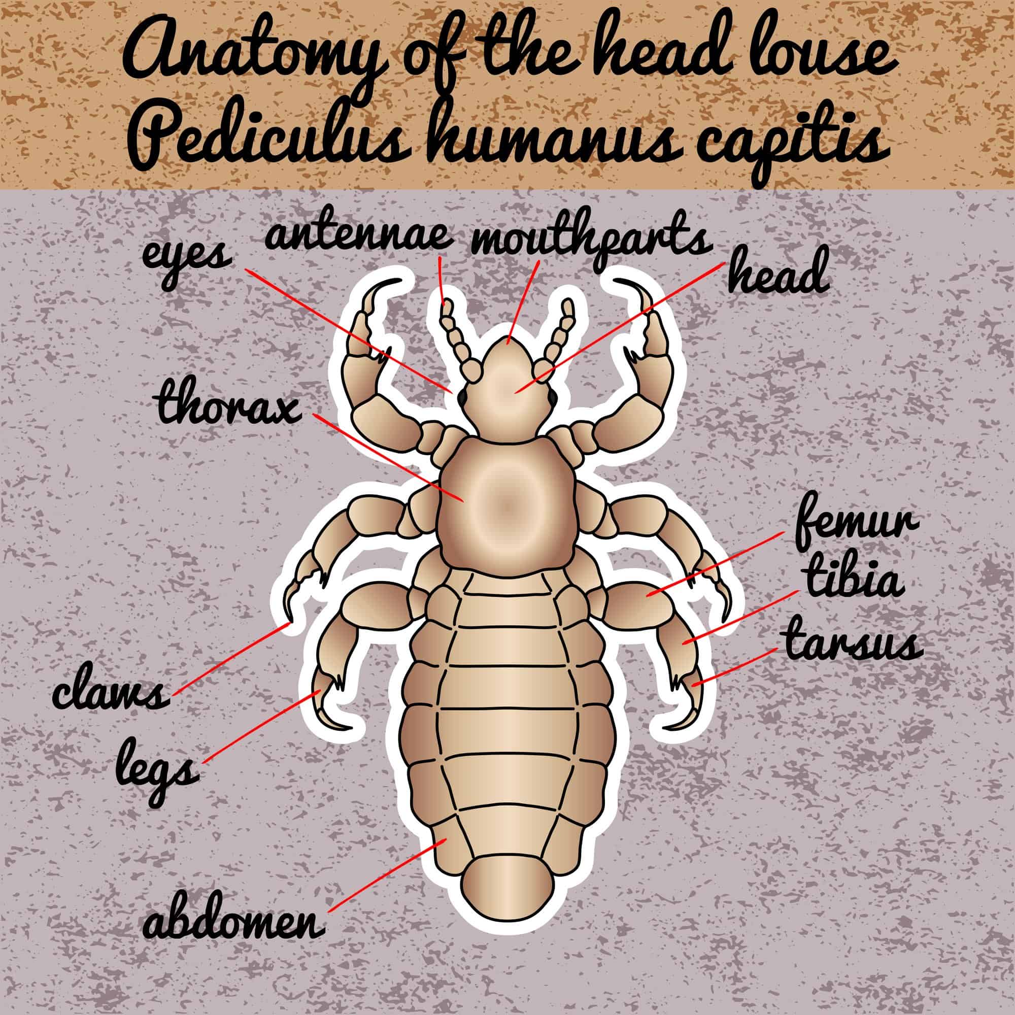 Essential Oils For Lice How To Deal With These Lousy Critters For Good