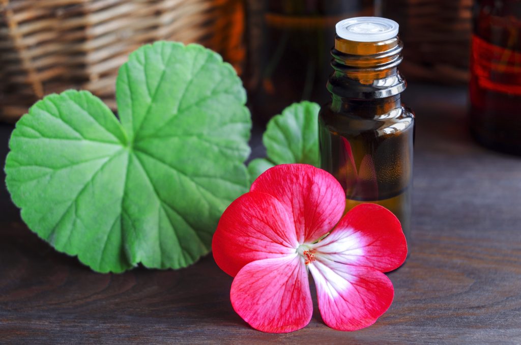 5 Amazing Essential Oils For Massage Therapy And How To Use Them Essential Oil Benefits