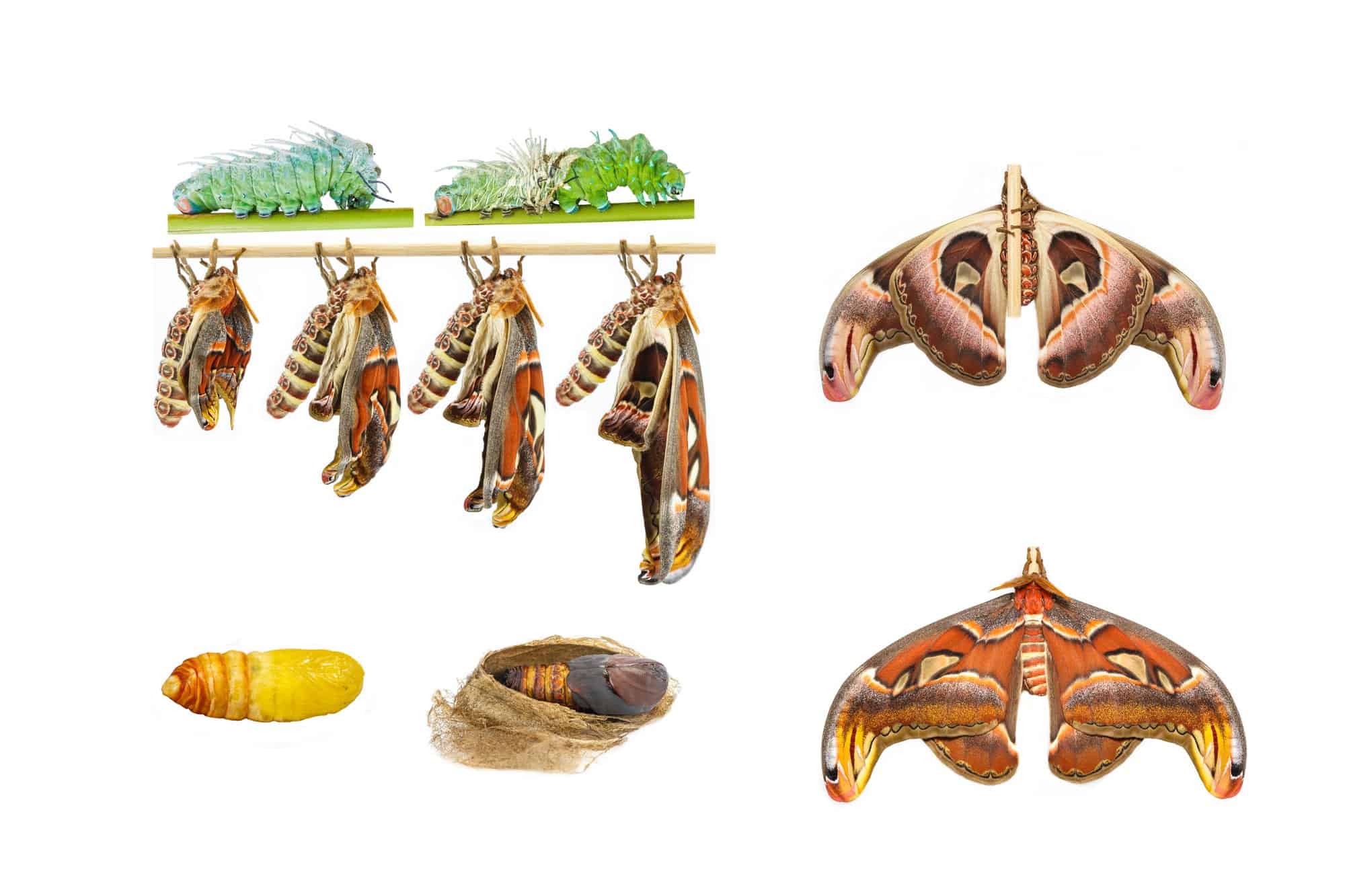 Atlas Moth Life Cycle