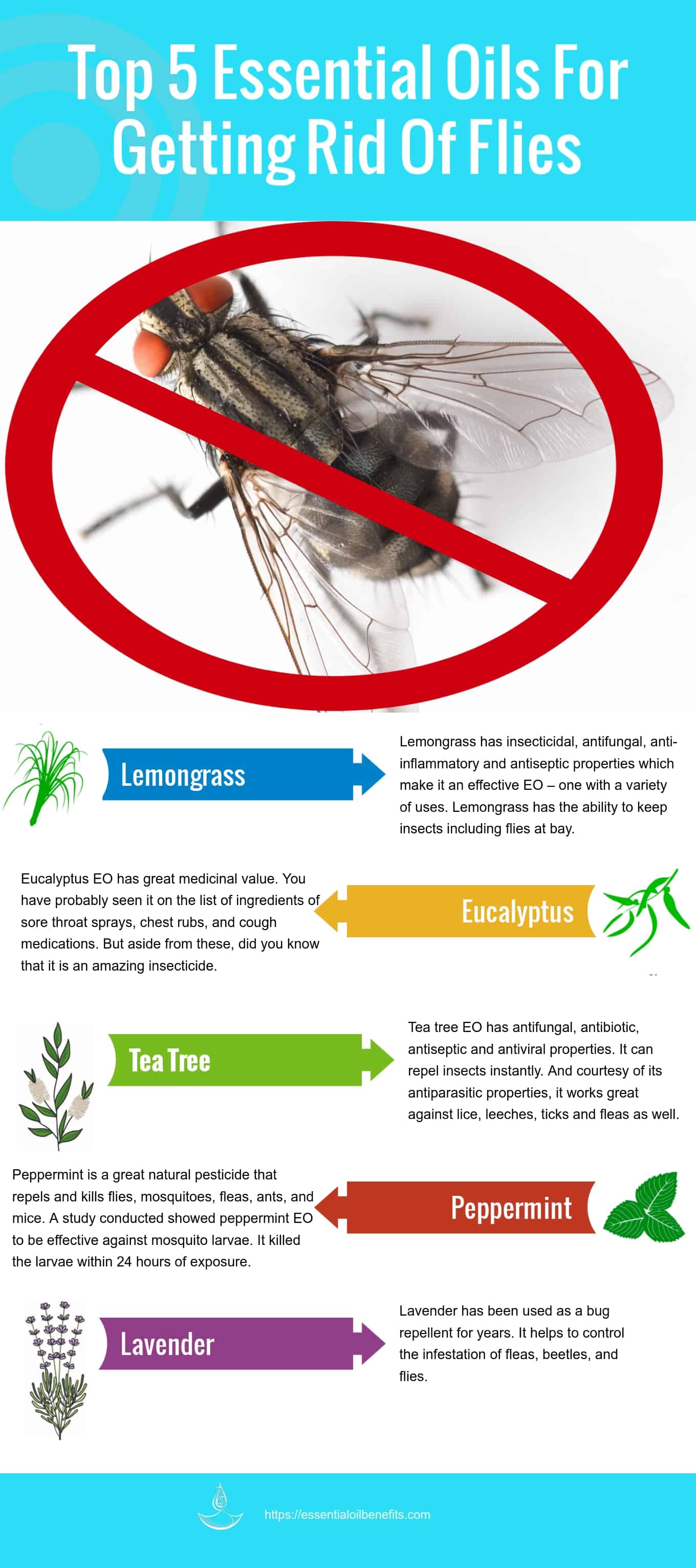 essential-oils-to-get-rid-of-flies-how-to-stop-these-pesky-space