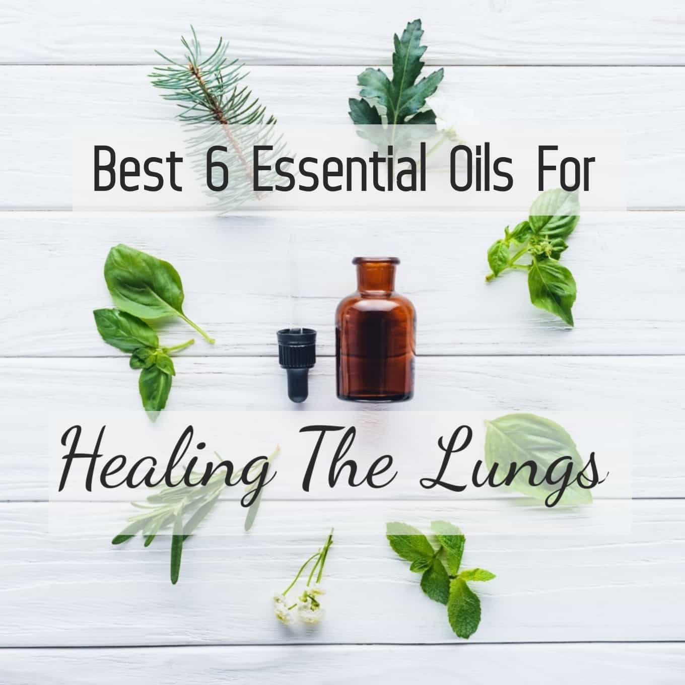 How To Use Essential Oils For Best Possible Results In Lung Healing