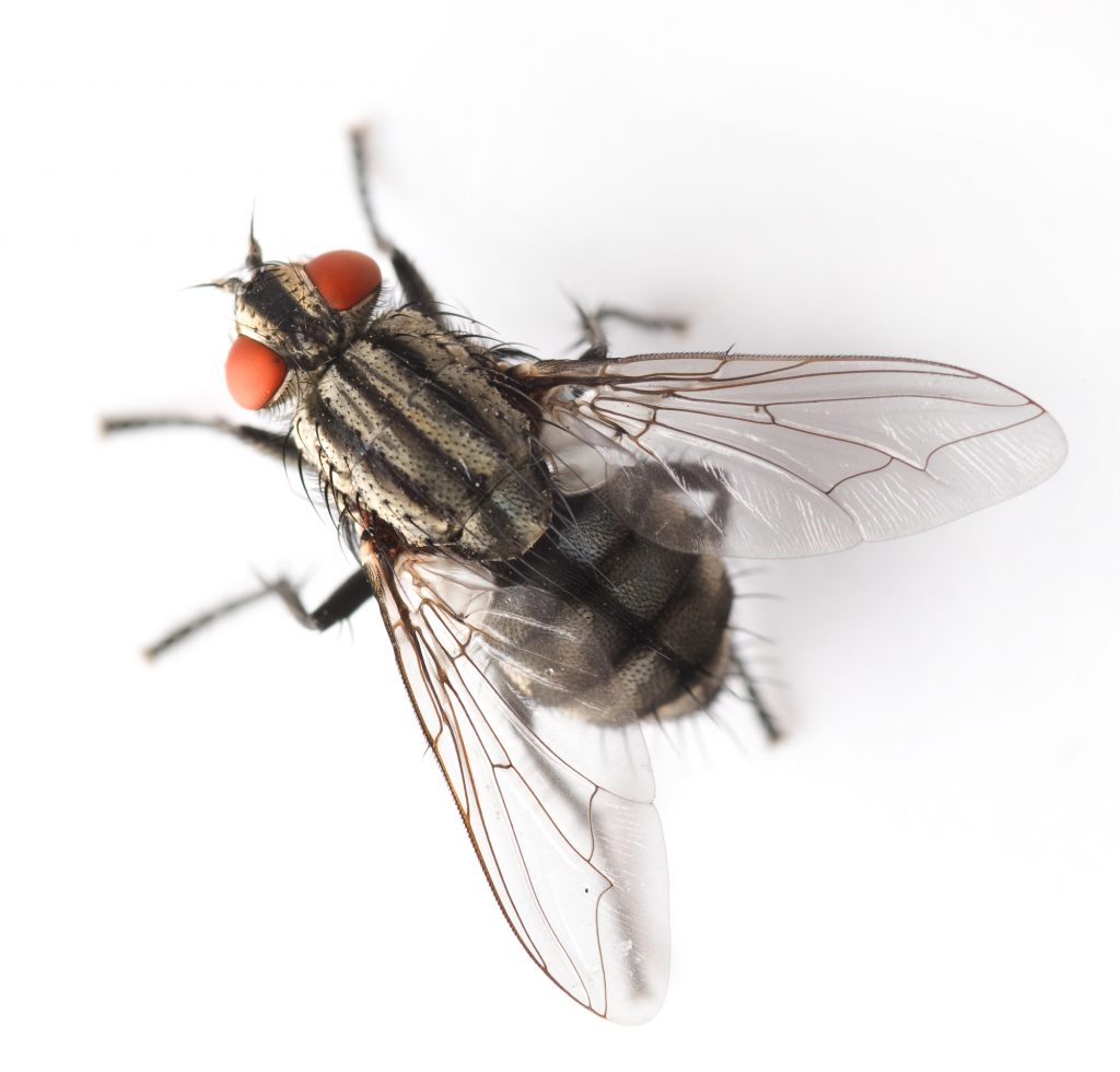 Essential Oils To Get Rid Of Flies – How To Stop These Pesky Space Invaders! Essential Oil Benefits