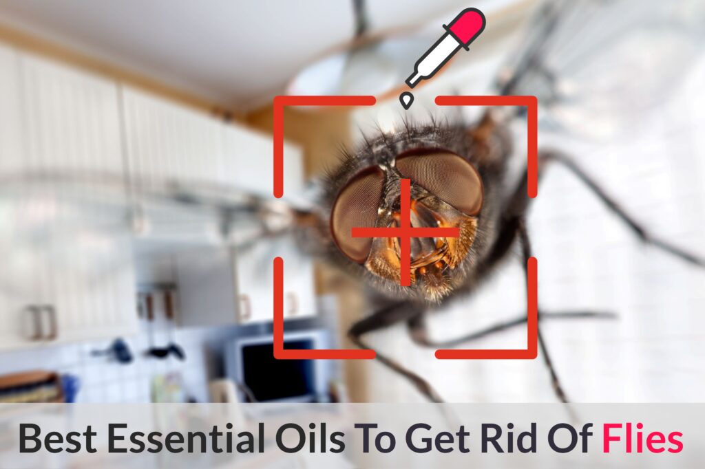 Essential Oils To Get Rid Of Flies – How To Stop These Pesky Space Invaders! Essential Oil Benefits