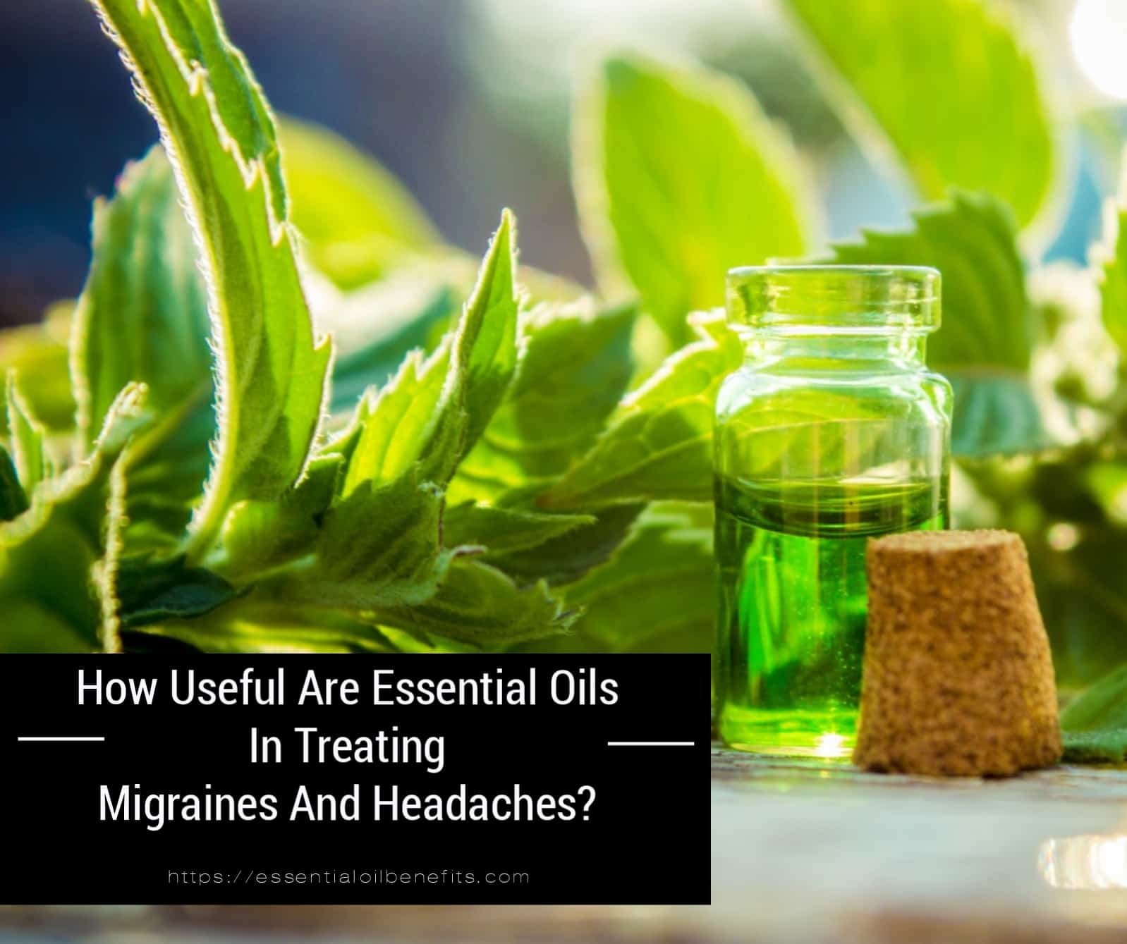 essential oils for migraines and headaches