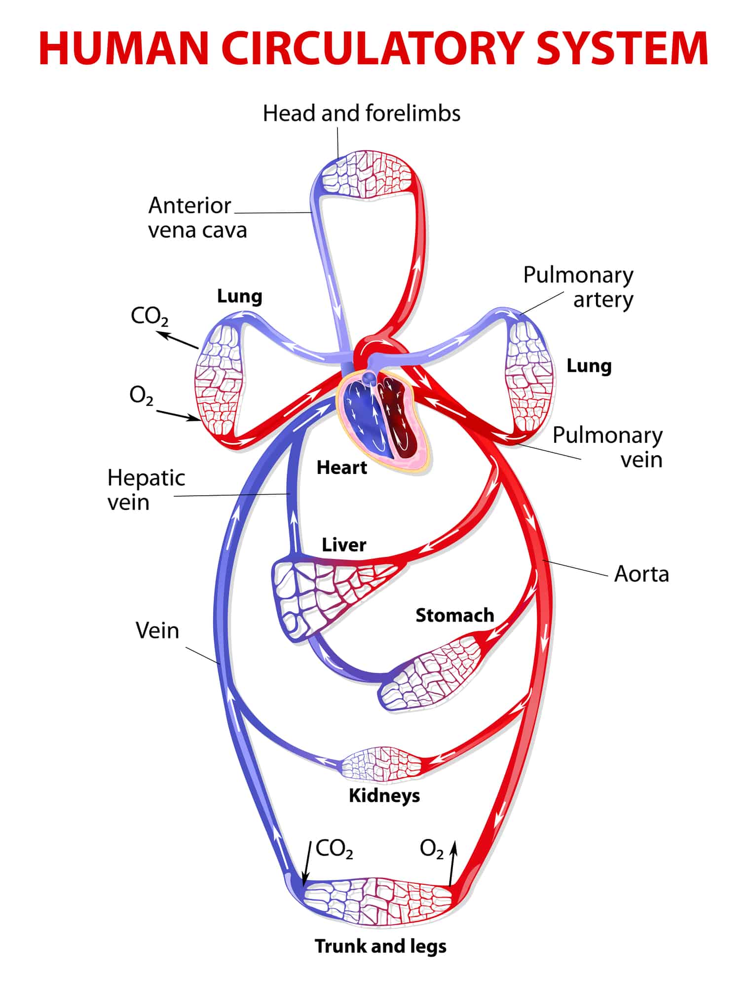 blood circulation