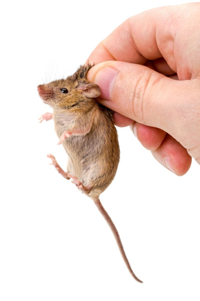 Best Ways To Get Rid Of Mice Naturally Using Essential Oils Essential Oil Benefits