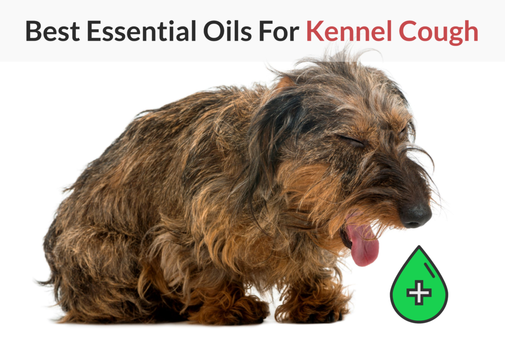 Essential Oils For Kennel Cough: Man’s Best Friend’s Worst Nightmare? Essential Oil Benefits