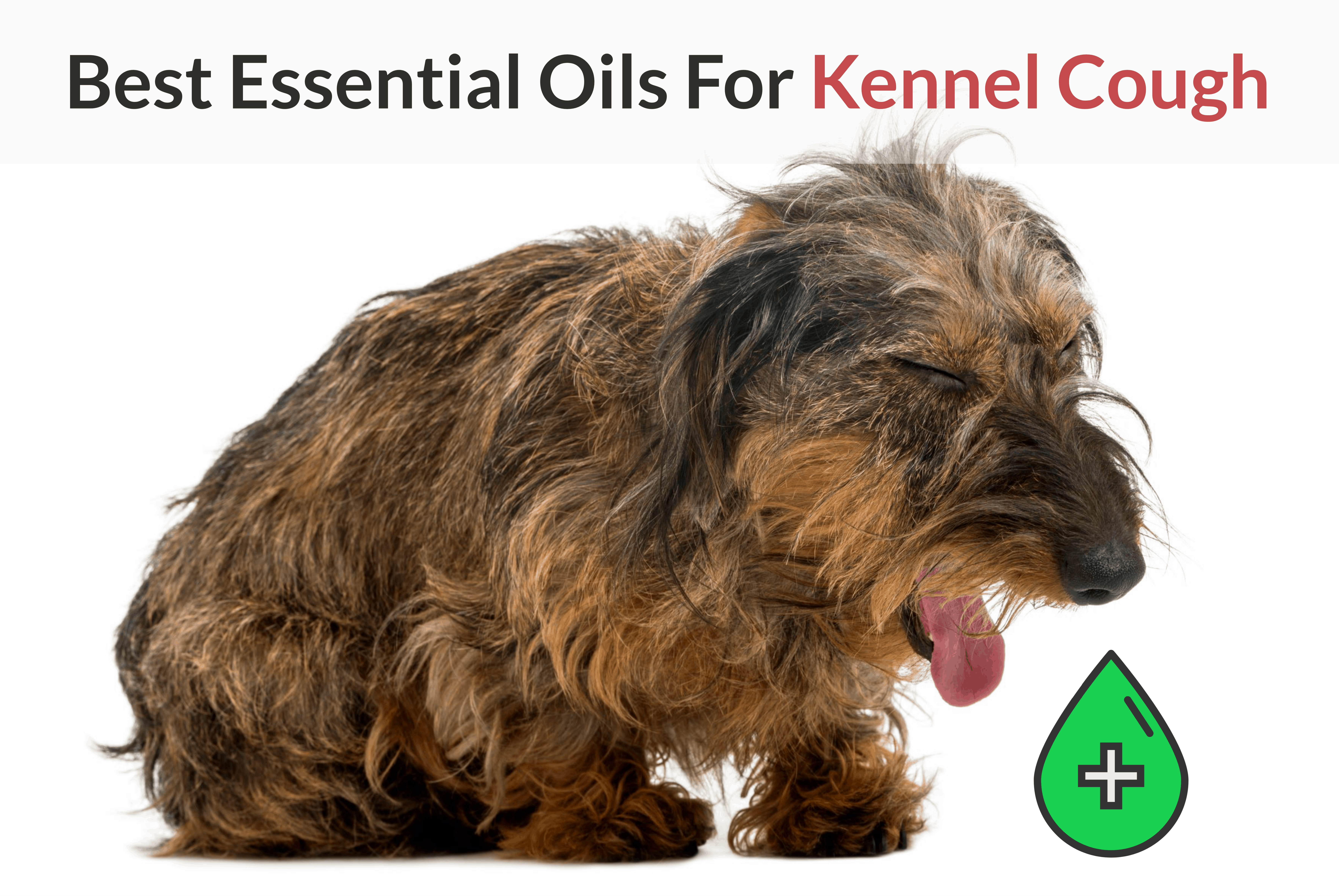 best essential oils for kennel cough