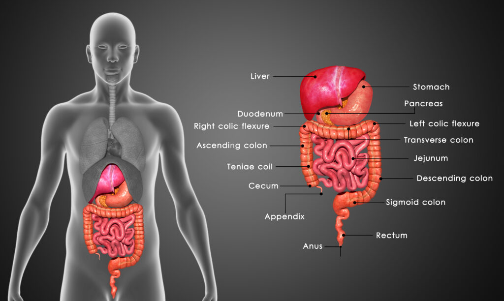 Huiles essentielles pour la digestion - Démystifier les bienfaits redoutés des mythes sur la digestion