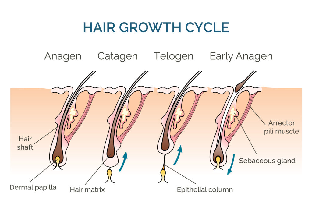 Huiles essentielles pour la croissance des cheveux: recherchez des huiles essentielles lorsque vos cheveux semblent avoir perdu la volonté de pousser! Avantages de l'huile essentielle